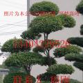 其它庭院树