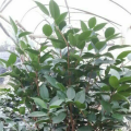 香水茶花