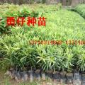 罗汉松