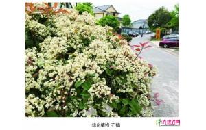 石楠惹争议 绿化专家:石楠是优秀园林绿化植物品种 石楠惹争议 绿化专家:石楠是优秀园林绿化植物品种