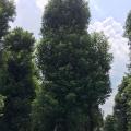 香樟