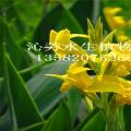 常绿水生鸢尾