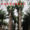 老人葵