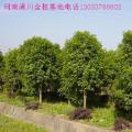 尖叶桂