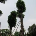 秋枫