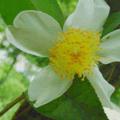 白花油茶