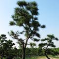 黑松