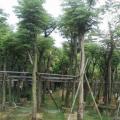 黄山栾树