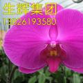 蝴蝶兰