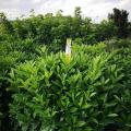 非洲茉莉