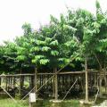 大叶紫薇 广东揭阳普宁绿化基地---广太建兴花木场---广州-深圳-中山-福建-漳州