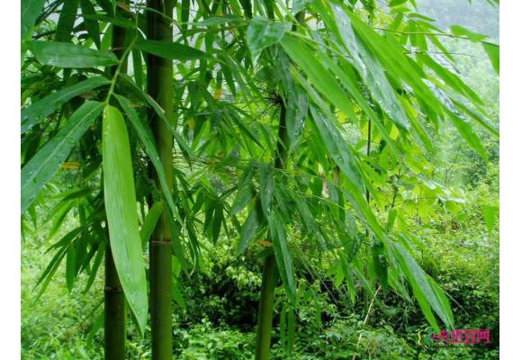 怎样区分丛生竹、散生竹