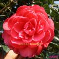 茶花(六角红)