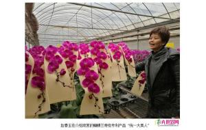 昆明统一蝴蝶兰种新质优市场好 昆明统一蝴蝶兰种新质优市场好