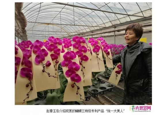 昆明统一蝴蝶兰种新质优市场好