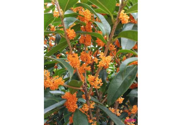 合肥植物园稀有品种橙黄丹桂进入盛花期