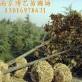 广玉兰