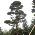 日本罗汉松