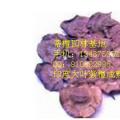 印度紫檀