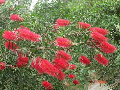 广州：华南植物园国王红千层 花开红胜火