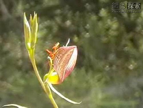 澳洲兰花模仿雌性昆虫 色诱雄性昆虫与其交配