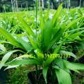 夏威夷椰子