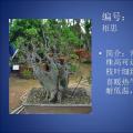 相思树