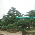 黑松