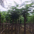 凤凰木