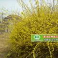 连翘