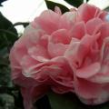 茶花