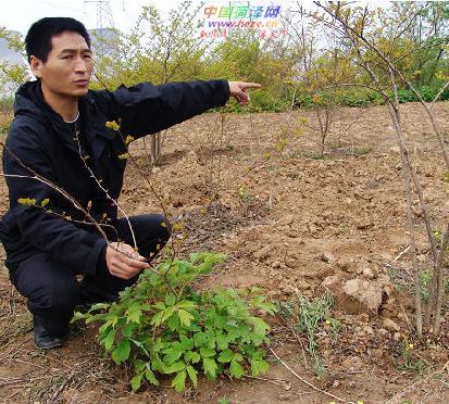 菏泽：数千株牡丹树苗“人间蒸发” 派出所不受理（图）