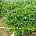 非洲茉莉 灰莉