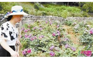 芜湖丫山“牡丹”仿真花 就差个香味了