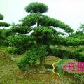 罗汉松