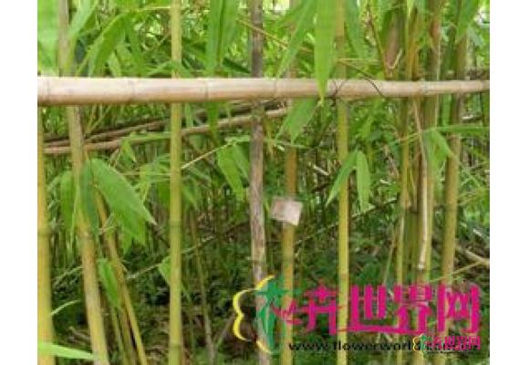 泡竹