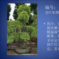 杜鹃
