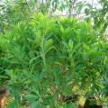 非洲茉莉