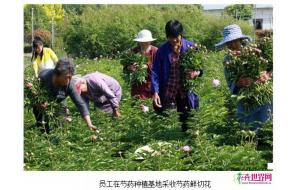 河南芍药鲜切采收忙 远销70多个城市