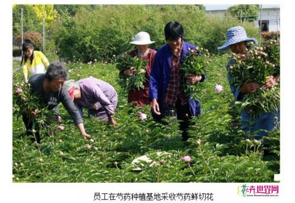 河南芍药鲜切采收忙 远销70多个城市 河南芍药鲜切采收忙 远销70多个城市