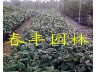 金丝楠