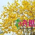 黄花风铃木