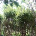 嘉宝果（13年树龄以上，可挂果）