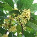 桂花(金桂)