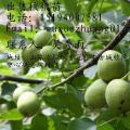 核桃