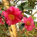 茶花