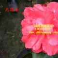 茶花 大海仑