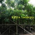 腊肠树