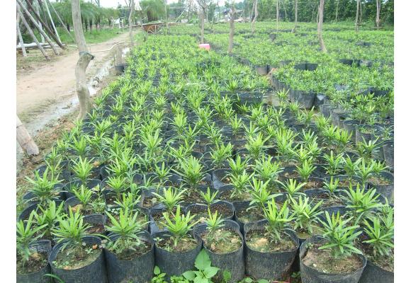 大量供应罗汉松苗