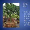 荔枝
